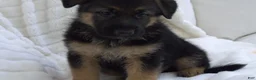 German Shepherd dogs for sale: German Shepherd Neon Collar Male - Ad 4