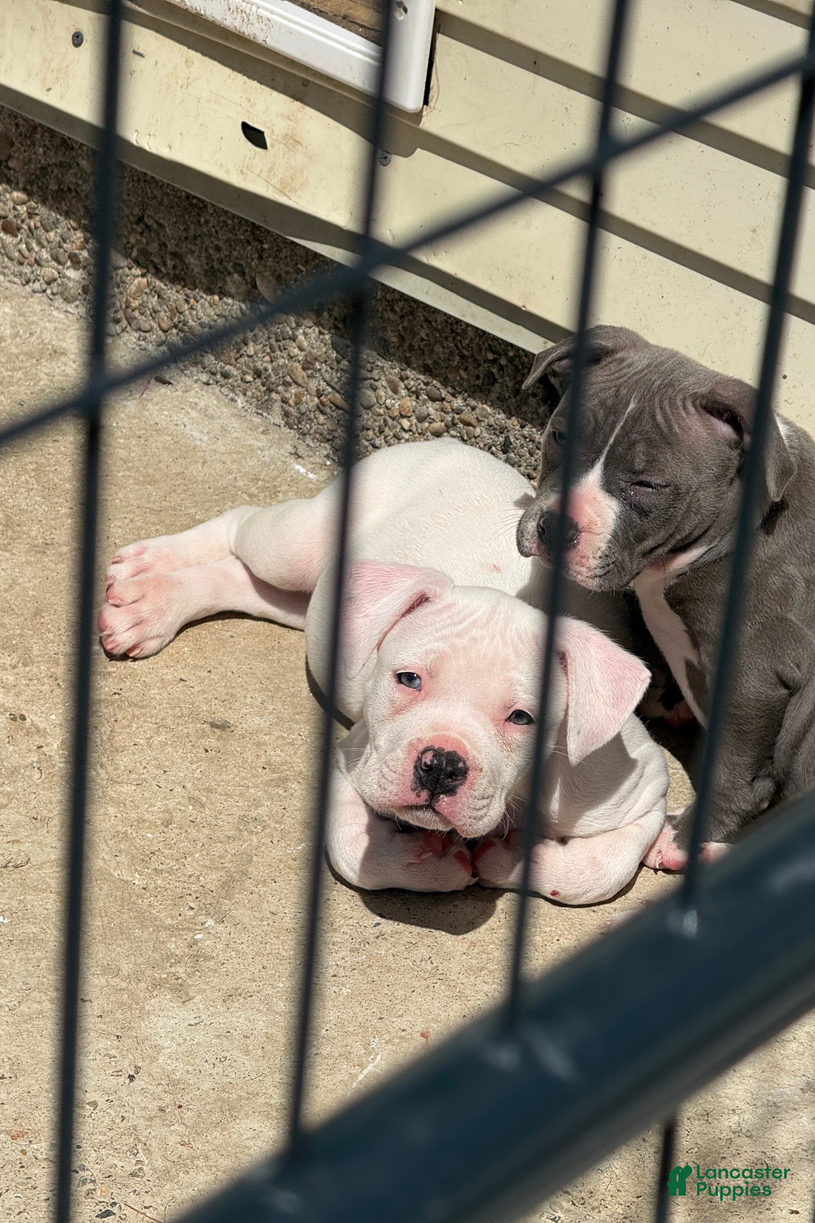 American Bully dogs Pretty Boy  - Ad 2