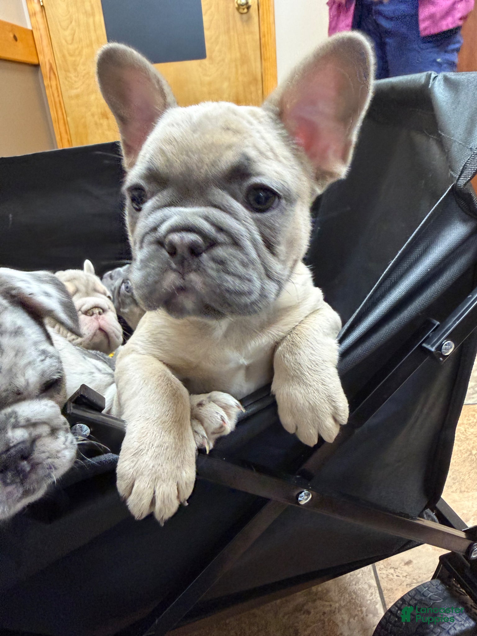 French Bulldog dogs French Bulldog Puppy 1 - Ad 1