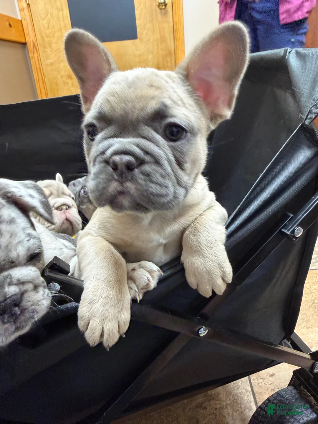 French Bulldog dogs for sale: French Bulldog Puppy 1 - Ad 1