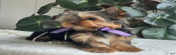 Yorkshire Terrier dogs for sale: Tucker - Ad 8