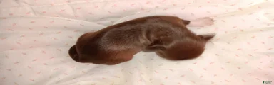 Chihuahua 3