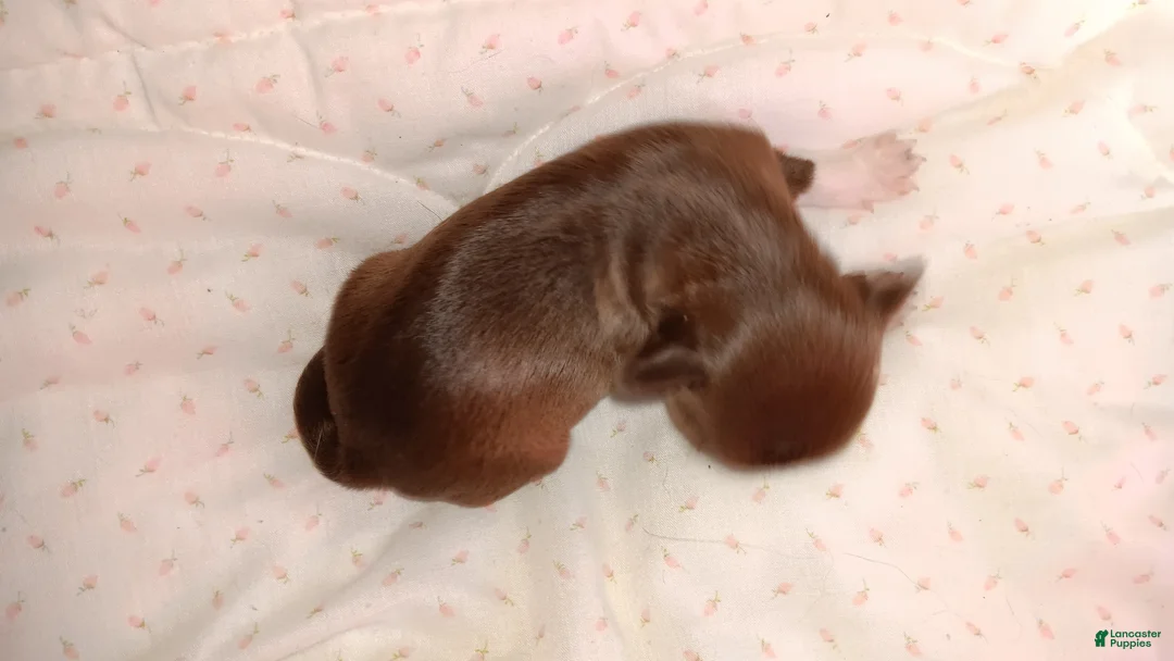 Chihuahua dogs for sale: Chihuahua 3 - Ad 1