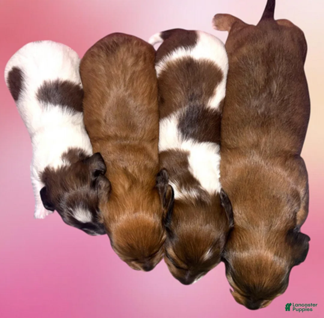 Dachshund dogs for sale: Red dapple little girl - Ad 5