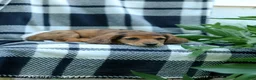 Miniature Dachshund dogs for sale: Cassidy - Ad 4