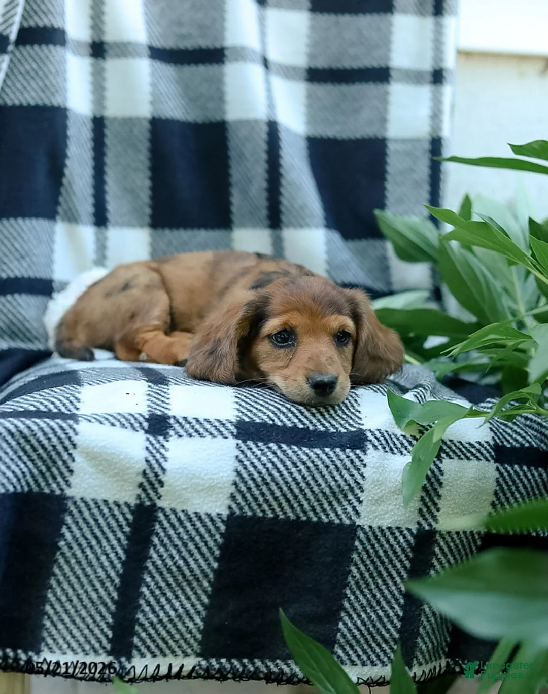 Miniature Dachshund dogs for sale: Cassidy - Ad 4