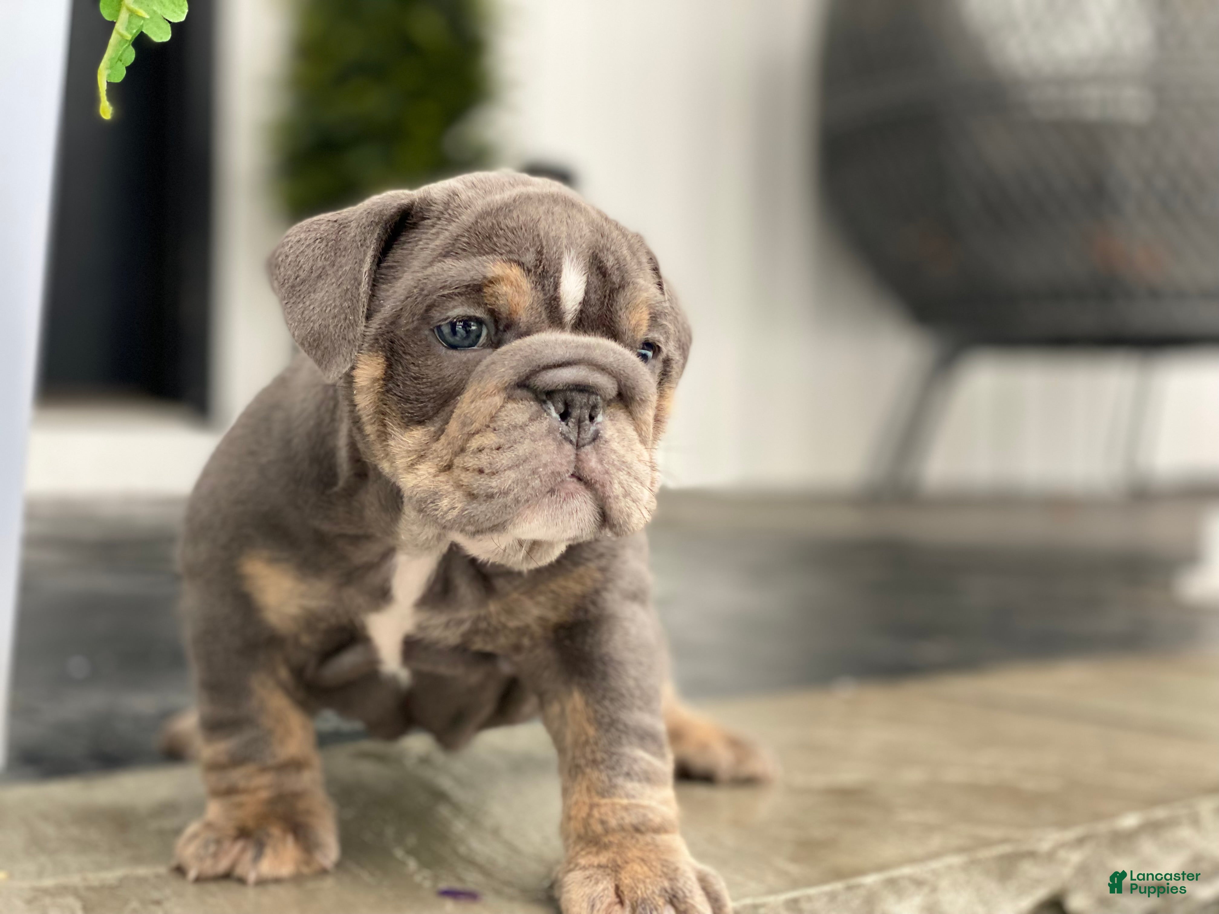 English Bulldog dogs Elliot - Ad 17