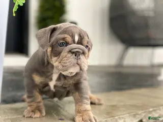 English Bulldog dogs Elliot - Ad 17