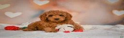 Cavapoo dogs for sale: Clara - Ad 1