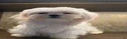 Maltese dogs for sale: Maltese 1 - Ad 4