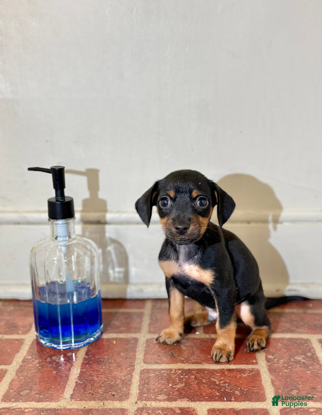 Mixed Breed dogs for sale: Pocket Pet 3 - Ad 1