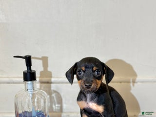 Mixed Breed dogs Pocket Pet 3 - Ad 33