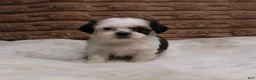Shih Tzu dogs for sale: Izzy - Ad 4