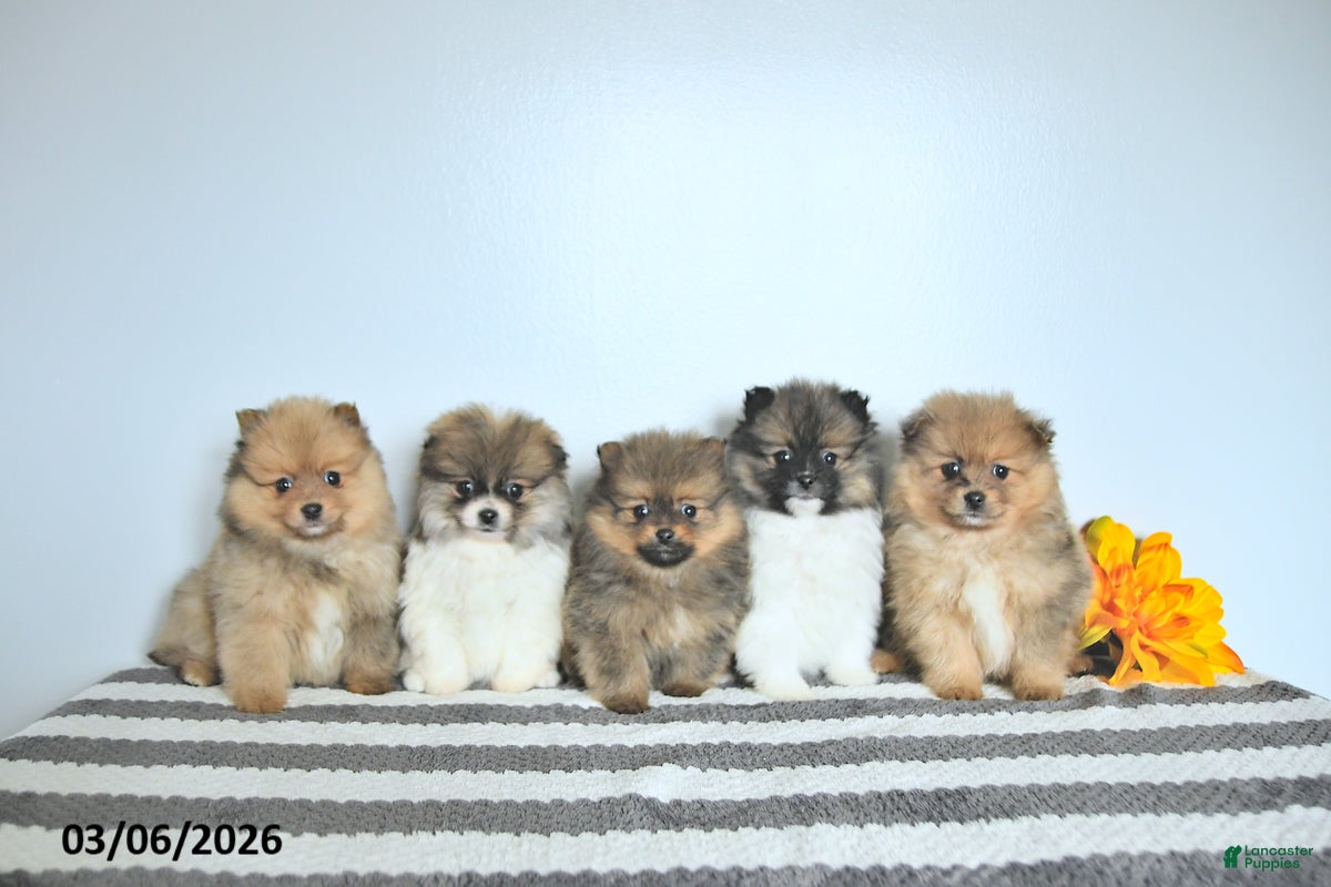 Pomeranian dogs Bentley EXTRA SMALL - Ad 2