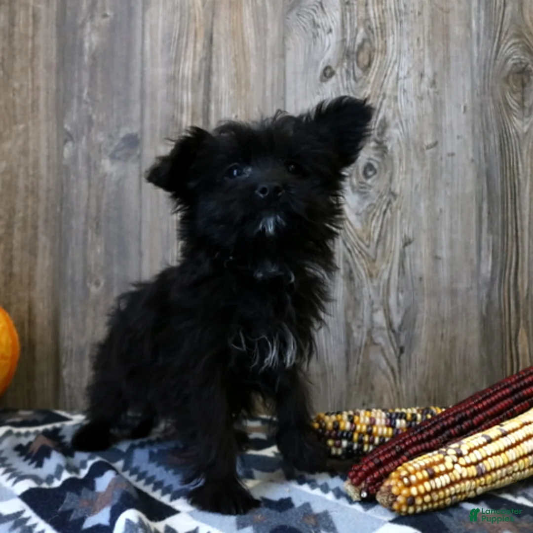 Yochon dogs for sale: Ralphie - Ad 2