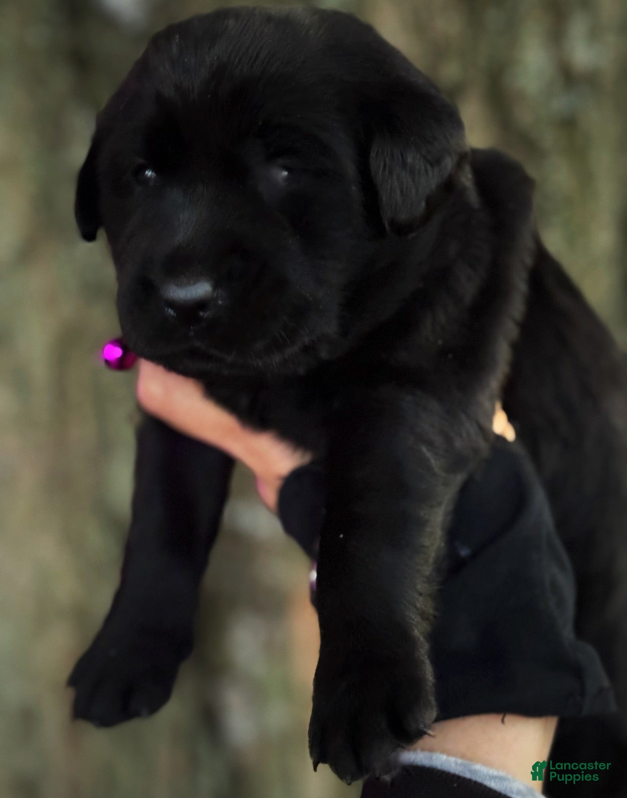 Labrador Retriever dogs for sale: Labrador Retriever 1 - Ad 2