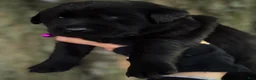 Labrador Retriever dogs for sale: Labrador Retriever 1 - Ad 2