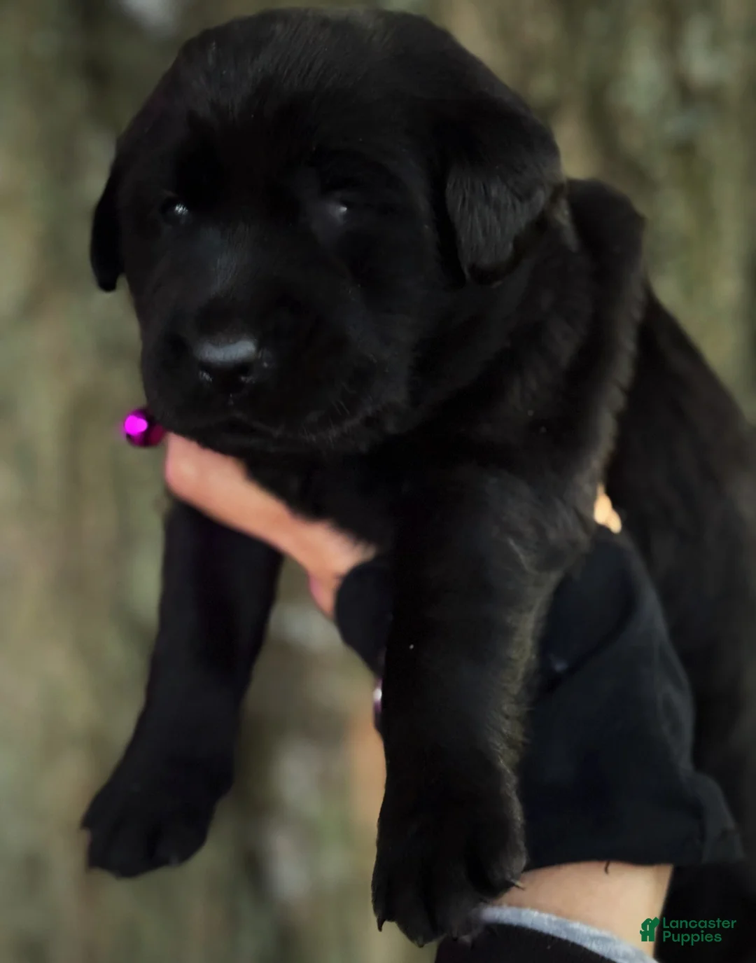 Labrador Retriever dogs for sale: Labrador Retriever 1 - Ad 2