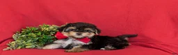 Morkie dogs for sale: Rainger 6 lbs Full Grown - Ad 4