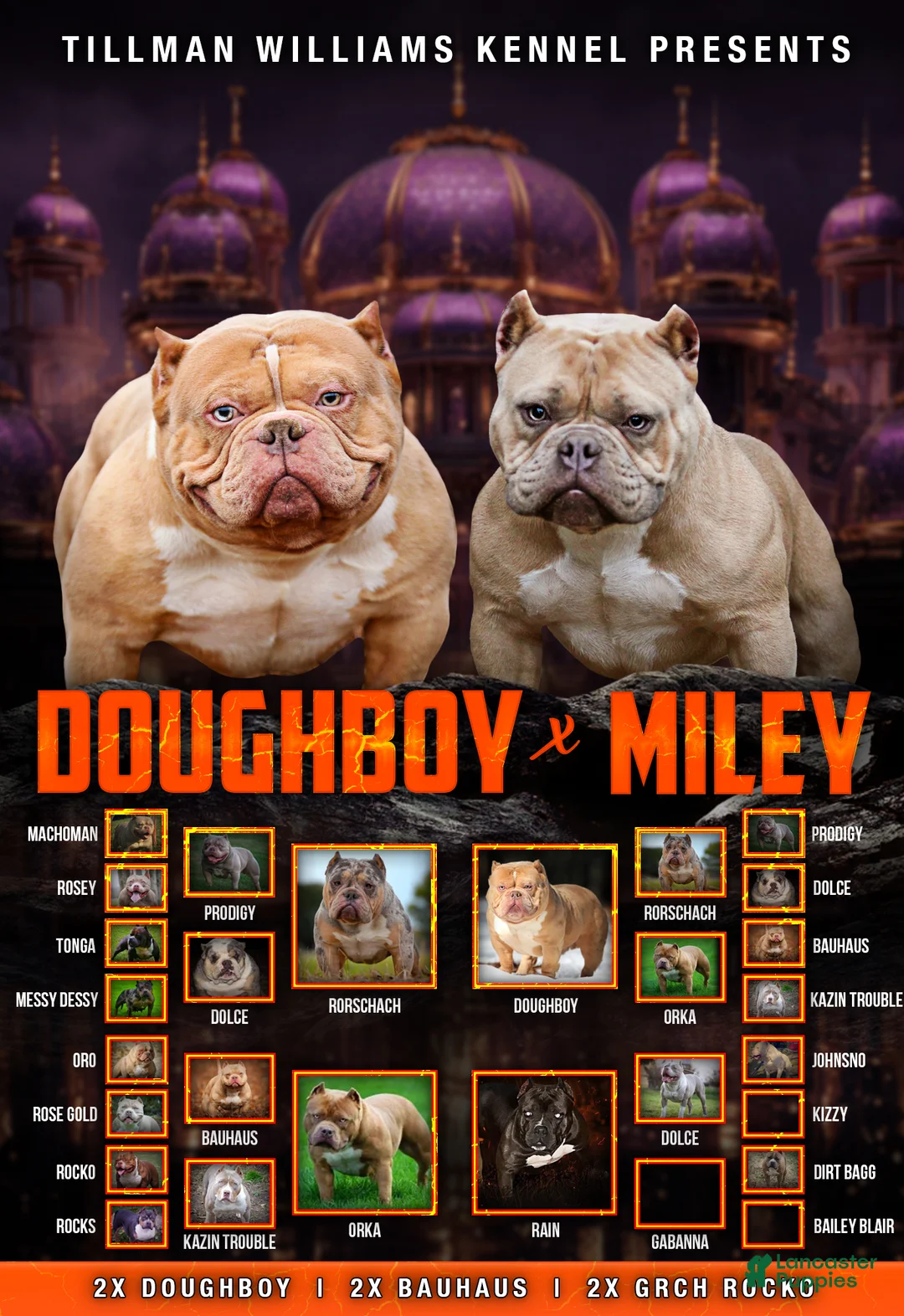 American Bully dogs for sale: Fawn Female (1 white foot) - Ad 17