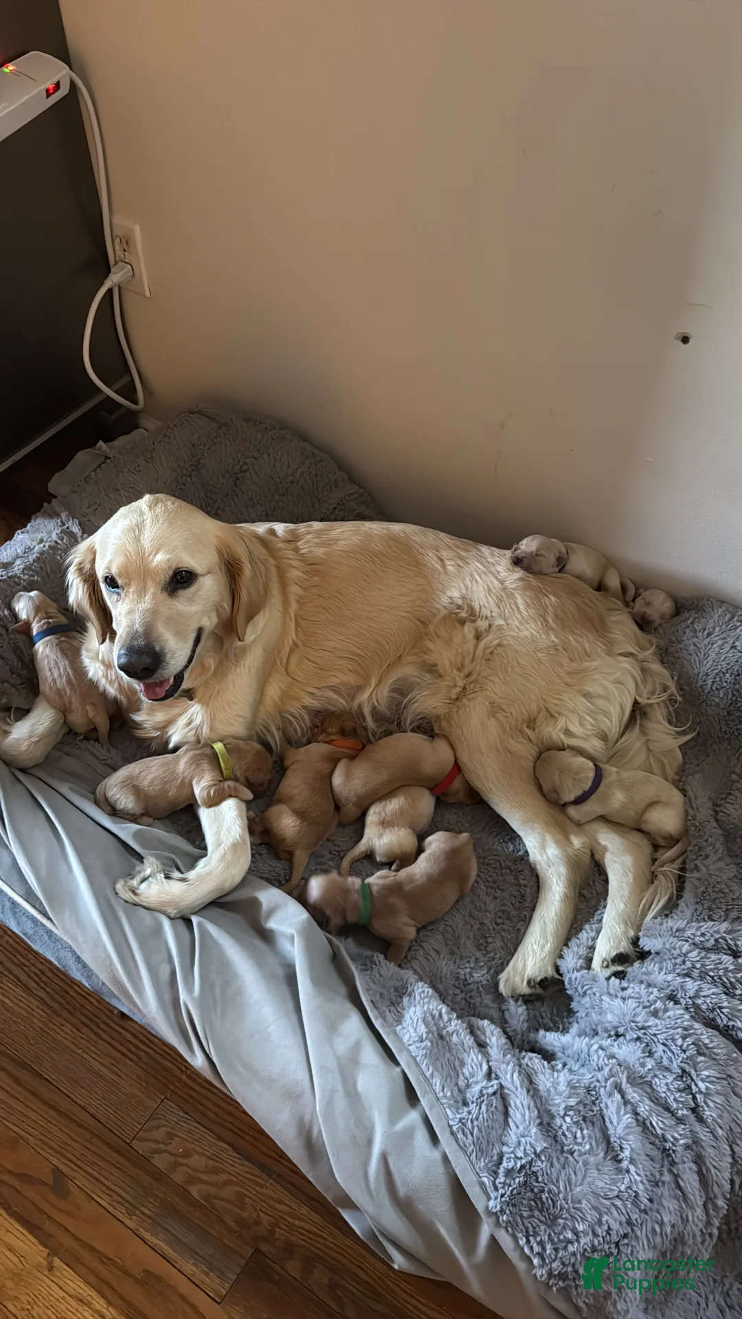 Golden Retriever dogs for sale: Golden Retriever Puppy 3 - Ad 2