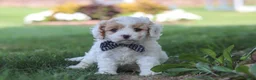 Cavapoo dogs for sale: Wesley - Ad 6