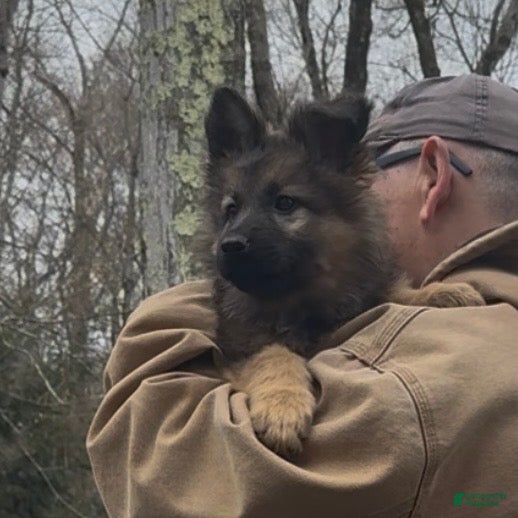 German Shepherd dogs THALIA - Ad 2