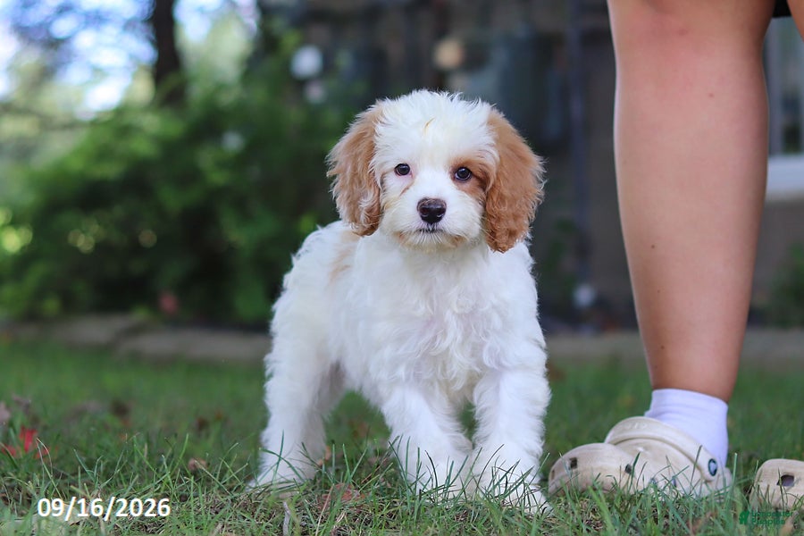 Cavapoochon dogs Harlow - Ad 2