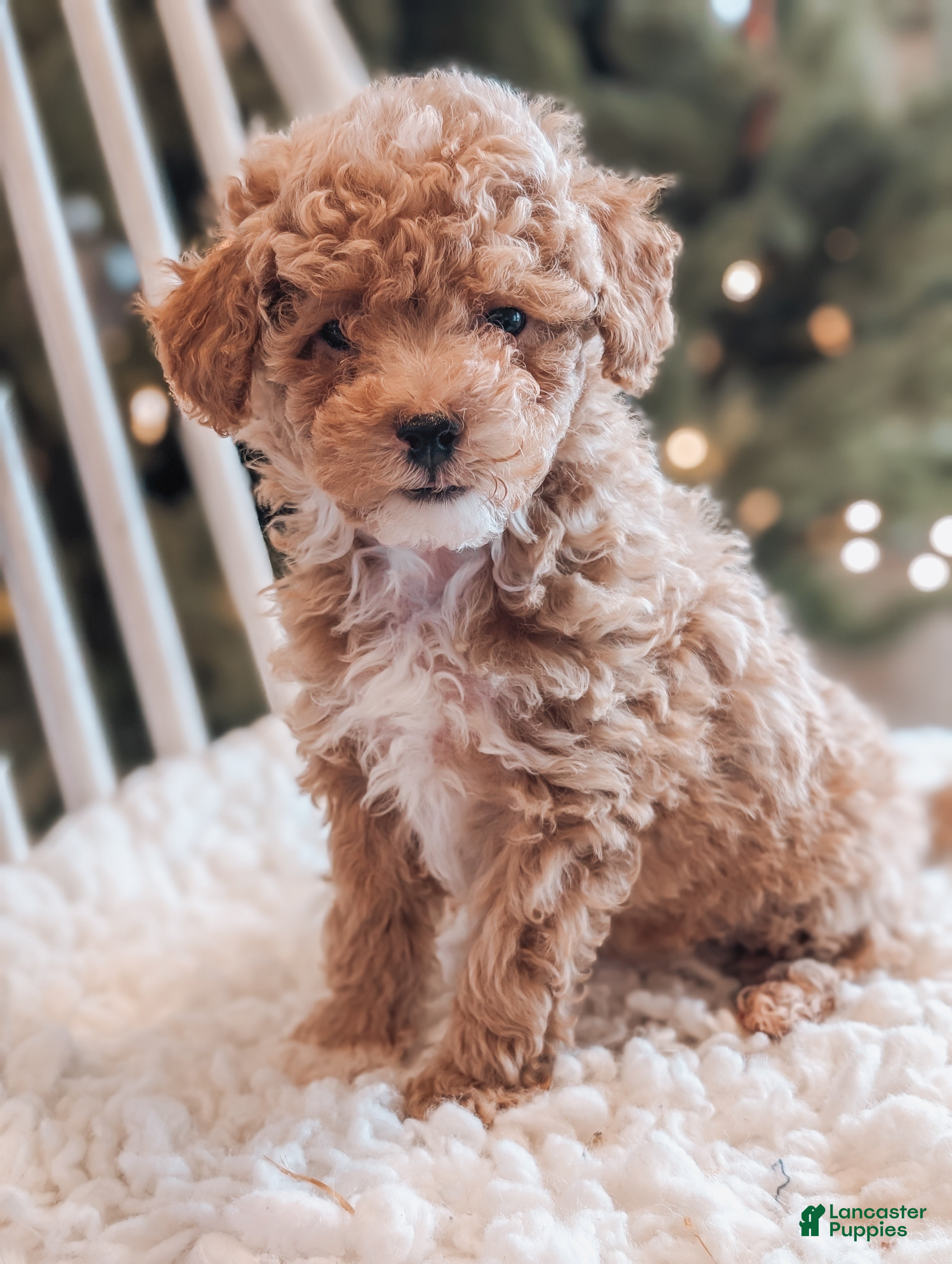 Toy Poodle dogs Nick - Ad 19