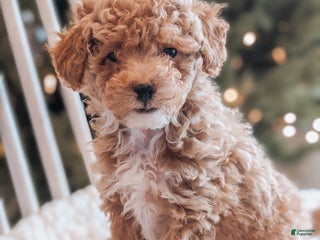 Toy Poodle dogs Nick - Ad 19