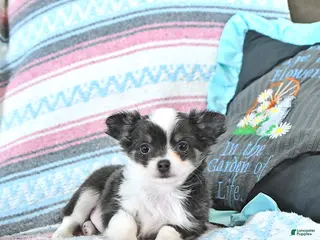 Chihuahua dogs Cupid - Ad 12