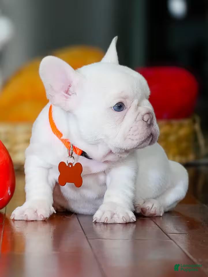 French Bulldog dogs for sale: French Bulldog 5 - Ad 40