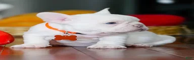 French Bulldog 5