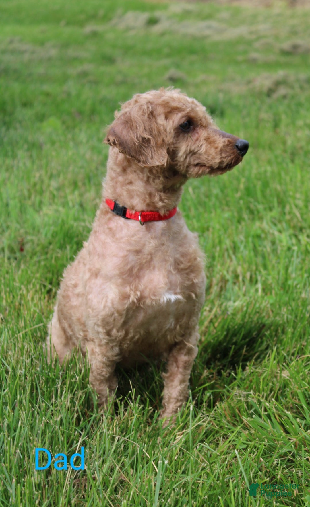 Cavapoo dogs for sale: Abby - Ad 6