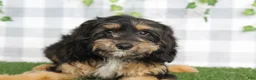 Cavapoo dogs for sale: Ram - Ad 1
