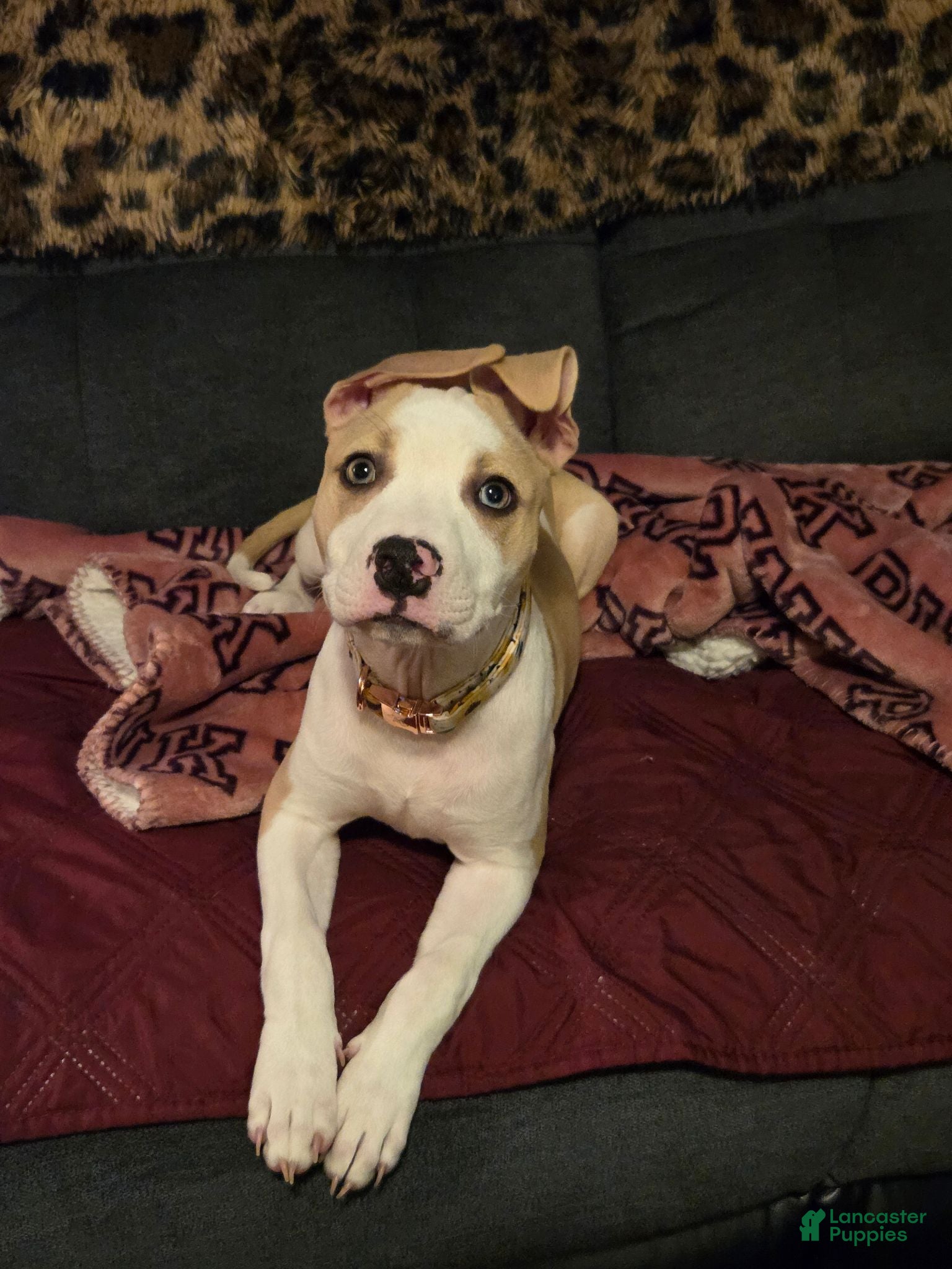 American Pit Bull Terrier dogs American Pit Bull Terrier 1 - Ad 2