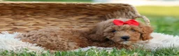 Miniature Poodle dogs for sale: Tyson 💙✨ - Ad 3