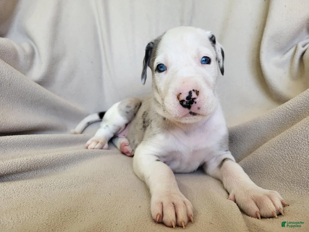 Daniff dogs for sale: Pearl - Ad 1