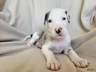 Daniff dogs Pearl - Ad 5