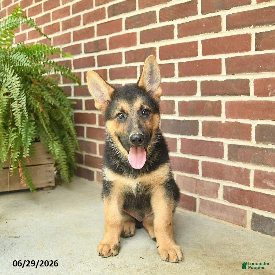 German Shepherd dogs Buddy - Ad 1