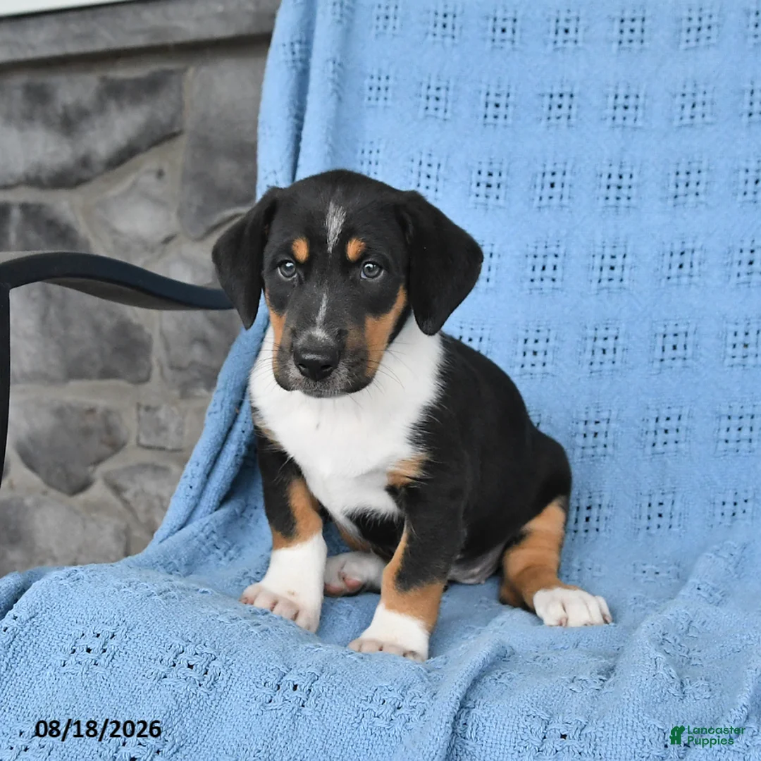 Mixed Breed dogs for sale: Pepper - Ad 2