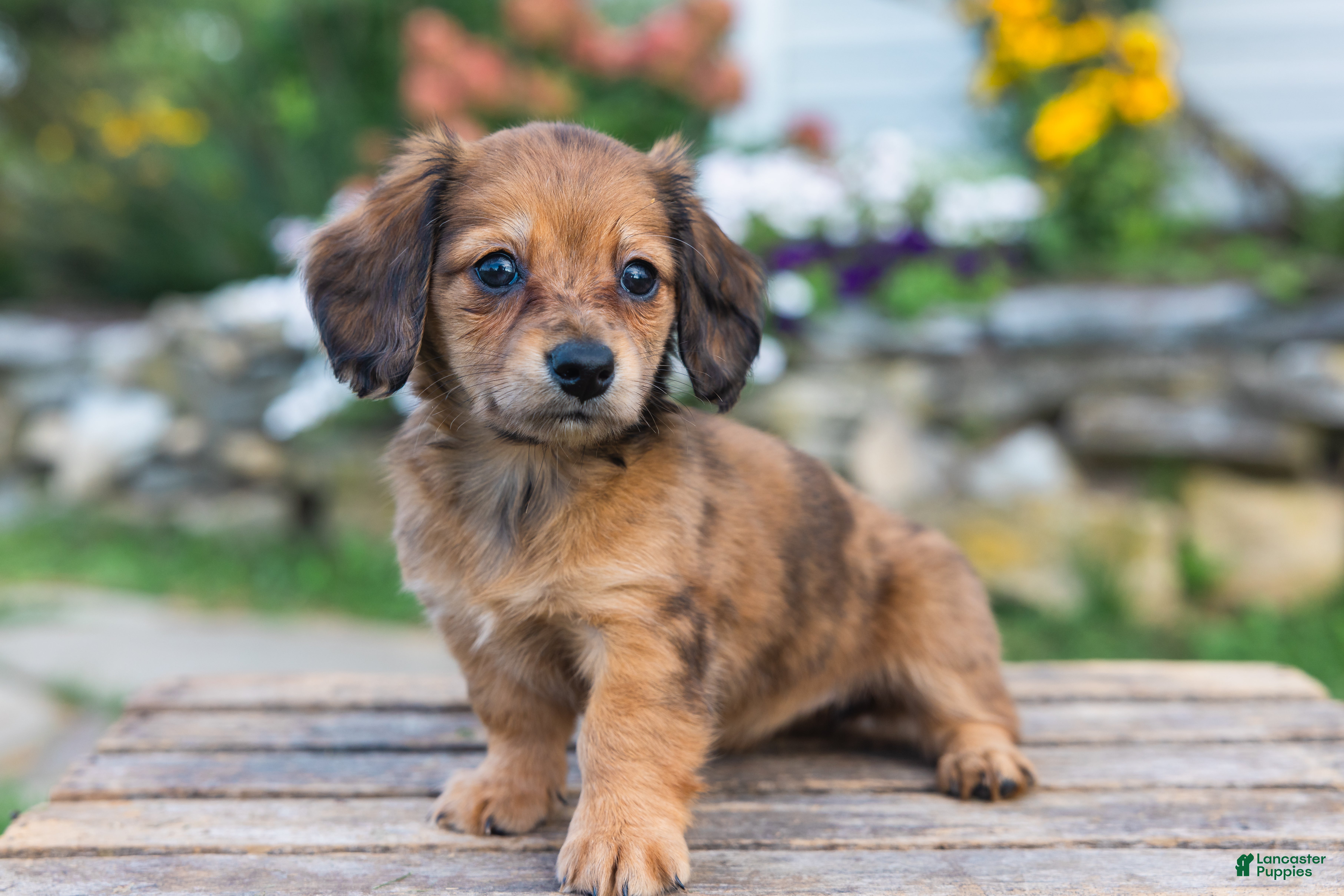 Miniature Dachshund dogs Birdie - Ad 1