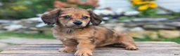 Miniature Dachshund dogs for sale: Birdie - Ad 1
