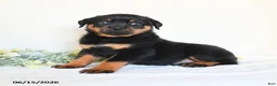 Rottweiler dogs for sale: Andy - Ad 3