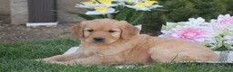 Golden Retriever dogs for sale: Melody - Ad 3