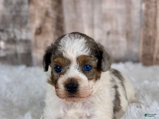 Shihpoo dogs Boy Shiloh - 0192 - Ad 38