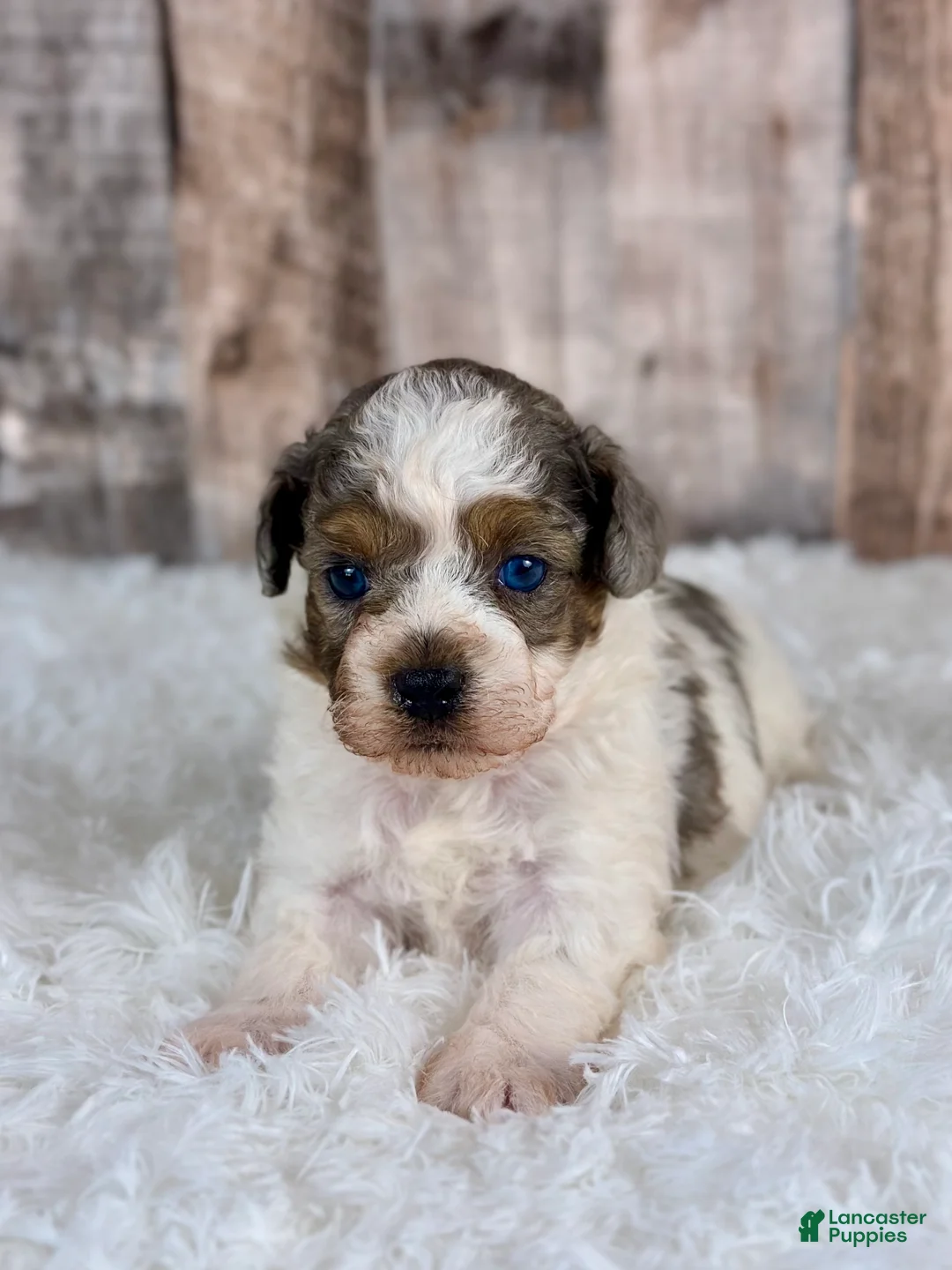 Shihpoo dogs for sale: Boy Snoopy - 0193 - Ad 14