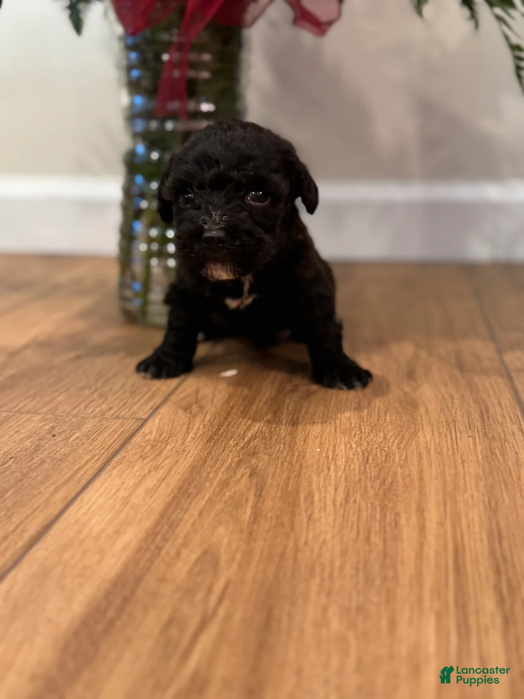 Schnoodle dogs for sale: Danielle  - Ad 1