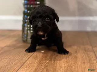 Schnoodle dogs Danielle - Ad 22