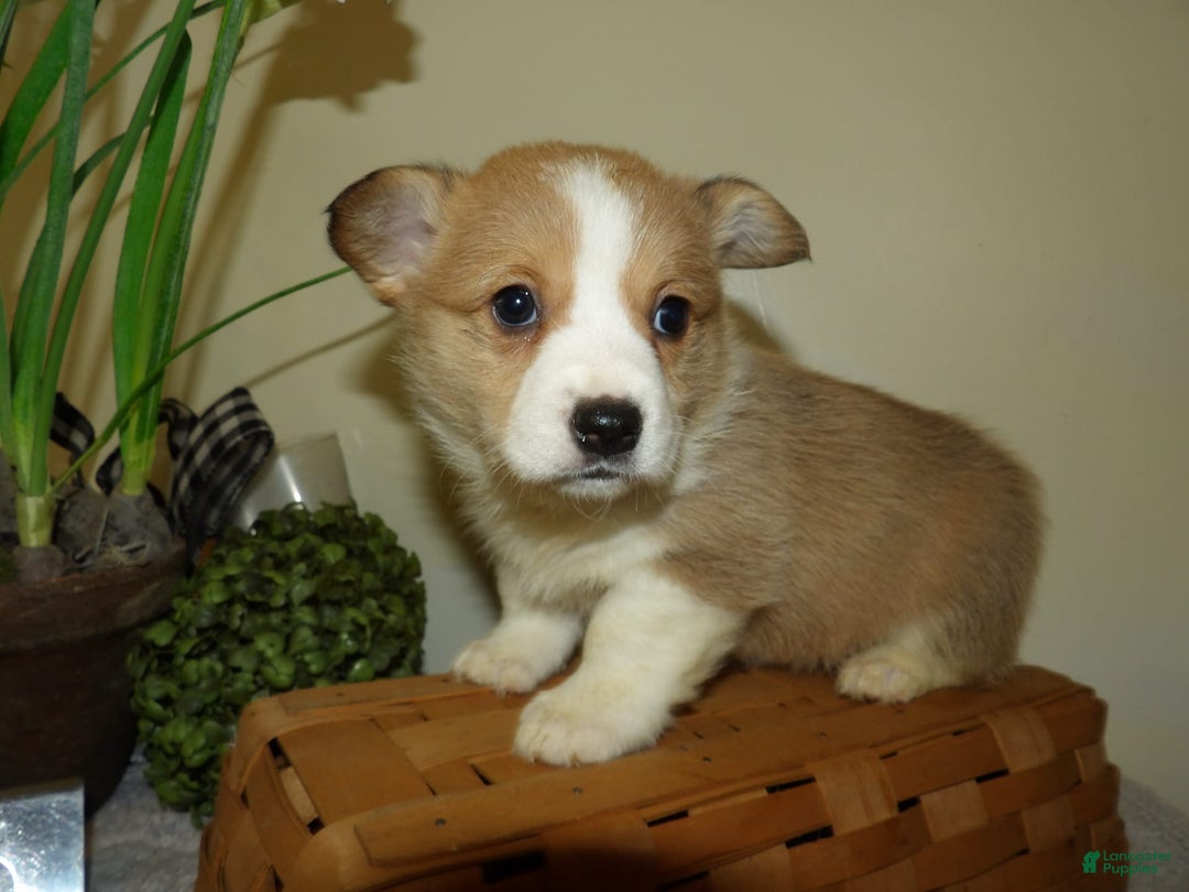 Gallery Image {{count}}